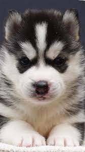 husky puppy blue eyes cute fluffy