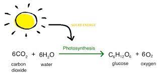 a what is photosynthesis b write a