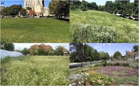 Urban Green Spaces And Sustaility