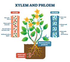 flowering plants and the role of phloem
