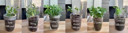 jarmination grow milkweed plants