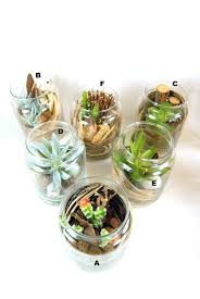 Succulents In Jar Cactus Display