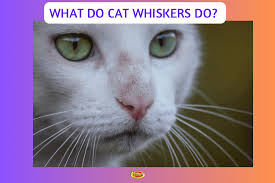 what do cat whiskers do 2023