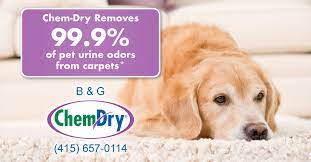 pet odor removal b g chem dry
