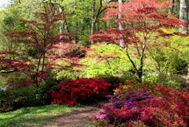 anese maples acers acer palmatum
