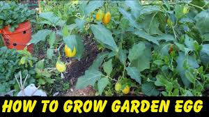 how to grow garden egg from seeds you