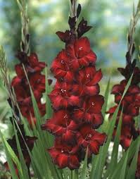 how to plant care for gladiolus