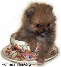 Many like them because of their adorable and cute look. Miniature Pomeranian Or Teacup Pomeranian Puppy