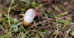 how to identify and control white grubs
