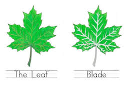 Montessori Leaf Lesson Book Chart Botany Nomenclature