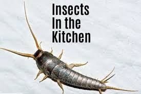 kitchen bugs identification guide to