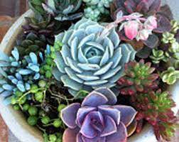 Succulent Plant Diy Dish Garden Set