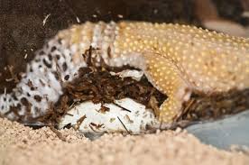 Introduction To Leopard Gecko Breeding A Step By Step Guide