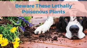 Beware These Poisonous Plants For Dogs