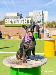 dog day at dog friendly skylight london