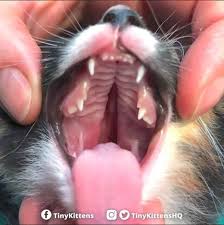kitten with cleft palate survives