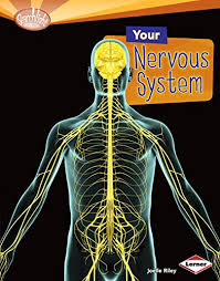 Structure of the nervous system psychology tutor2u. Free Nervous System Worksheets With Free Instant Download Homeschool Giveaways