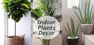guide to using indoor plants as home decor