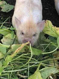 All piglets are $1200 unless on sale. Dvarishkis Kune Kune Pigs Home Facebook