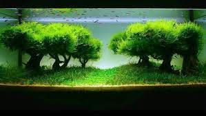 10 to 250g java moss live aquarium