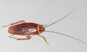 kill roaches with boric acid