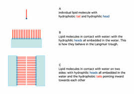 Lipid Bilayer Learn Science At Scitable