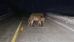 Werewolf, in european folklore, a man who turns into a wolf at night and devours animals, people, or corpses but returns to human form by day. Some Called This A Werewolf Captured On Video In Yellowstone Park