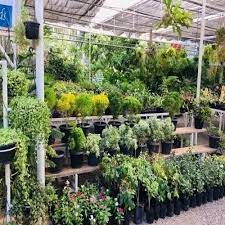 Green Nursery Plants For Garden