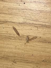 worms in kitchen drawer are carpet