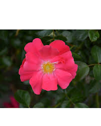 rose flower carpet pink supreme