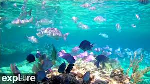 underwater reef cam