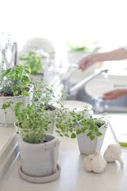 What Is A Countertop Garden Growing A