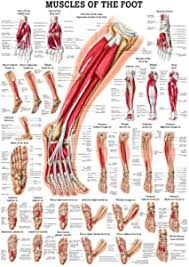The foot has many smaller bones that can be divided into the hindfoot, midfoot, and forefoot. Amazon Com Muscles Of The Foot Laminated Anatomy Chart Toys Games