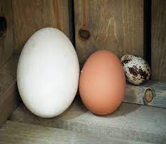 Trứng ngỗng có tác dụng gì? Bà bầu ăn trứng ngỗng khi nào, cần lưu ý gì? -  META.vn