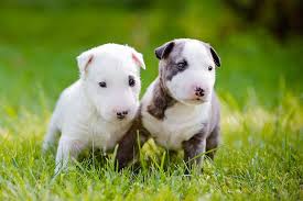 Only guaranteed quality, healthy puppies. Bull Terrier Puppies For Sale Akc Puppyfinder