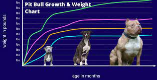 pit bull growth weight chart