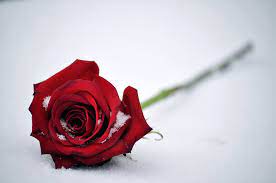 Red Rose, #Snow, #4K - Mocah HD Wallpapers
