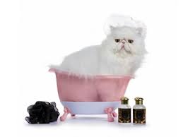 Maine coon cats should be bathed more than the generic cat because they have so much more this post has some good brushes i recommend. Persian Cat Shampoo In 2020 What You Need To Know To Choose The Right One