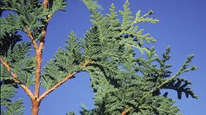 These trees prefer moisture in the air and soil. Arborvitae Ohio Department Of Natural Resources