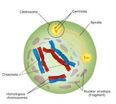 meiosis ses teachmephysiology