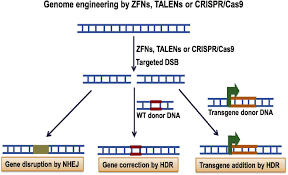 genome editing in biotech