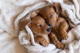 cute sleeping dachshund puppies