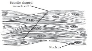 Smooth muscle has a fusiform shape, which resembles a football or spindle. Diagrammatically Show The Difference Between The Three Types Of