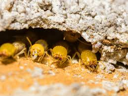 can termites get in your bed chem free
