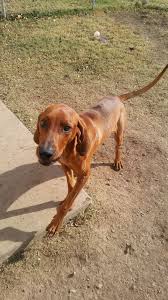 I have a coonhound/rottie mix. Redbone Coonhound Labrador Retriever Mix