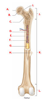 The long bones are those that are longer than they are wide. Ch 7 Long Bone Practice Quiz Quizizz