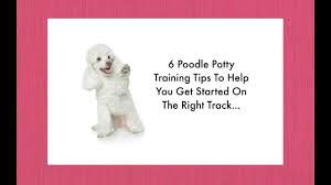 potty training your poodle puppy 6