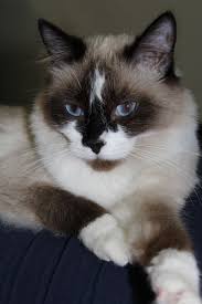 Many enjoy being with people and are sometimes. Siamese Cat Adoption Philadelphia News At Cats Www Addlab Aalto Fi
