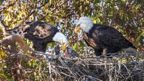 A pair of Bald Eagles raising the next generation. It is incredibly heart warming to watch these specials birds give their 100% into caring for their young.