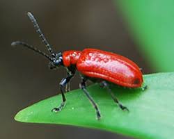 Rote käfer an schnittlauch, zierlauch und lilien: Lilienhahnchen Bekampfen Tipps Zur Bekampfung Mit Hausmitteln